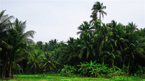 凌依滋佳酸菜鱼米线